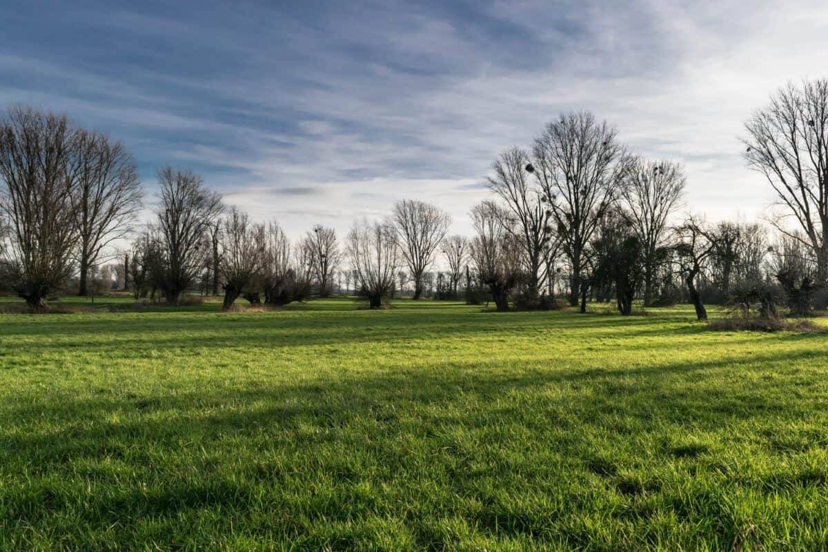 paesaggio naturale con alberi sullo sfondo