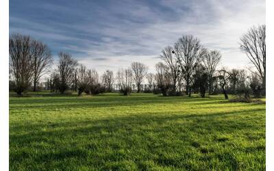 paesaggio naturale con alberi sullo sfondo
