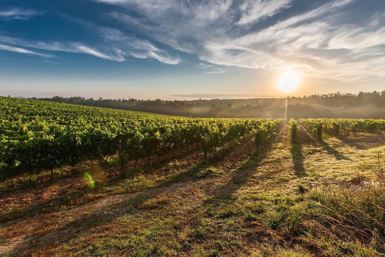 Alba tra i vigneti