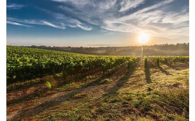 Alba tra i vigneti