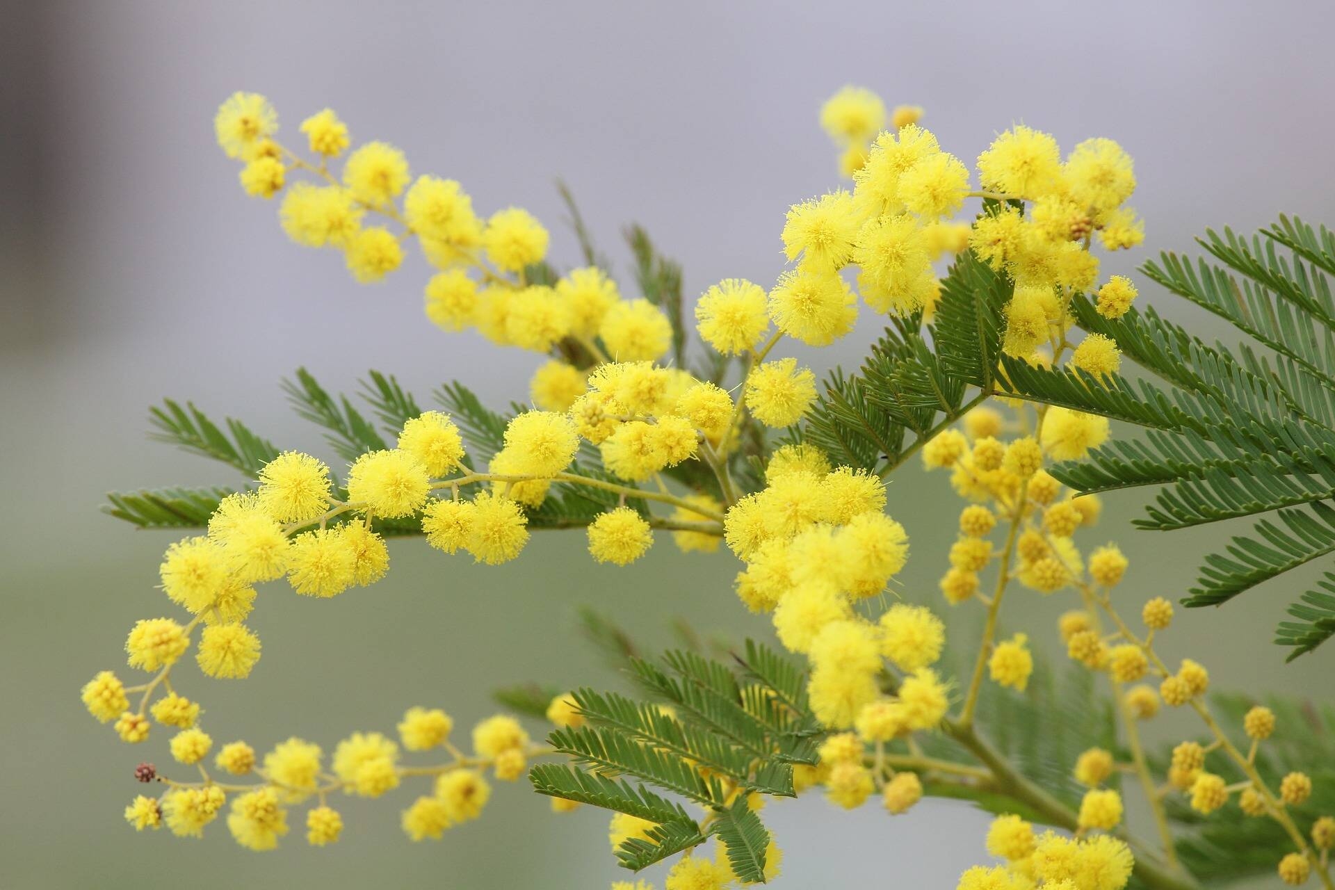 Mimose
