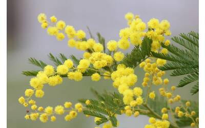 Mimose