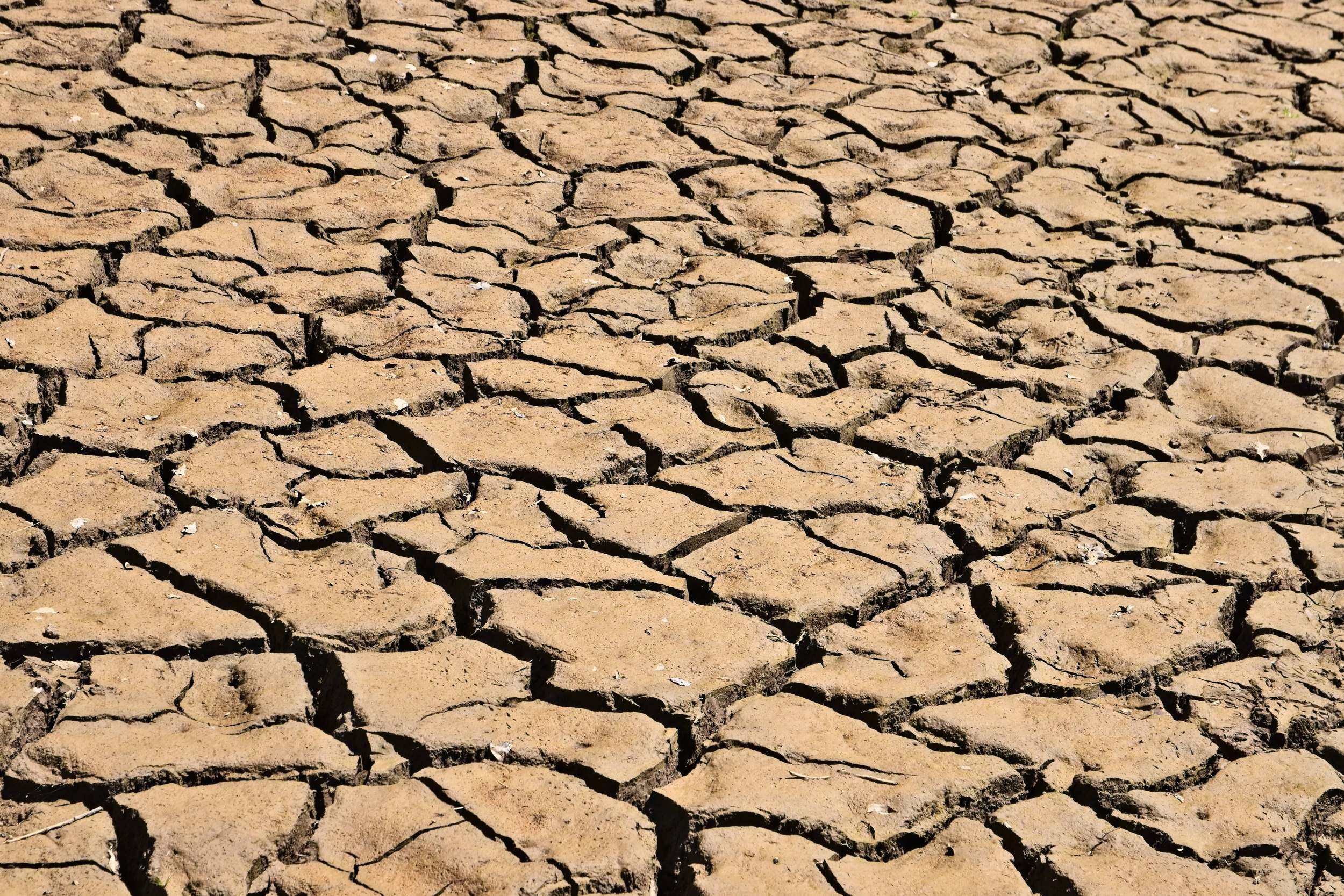 particolare di terreno secco e arido