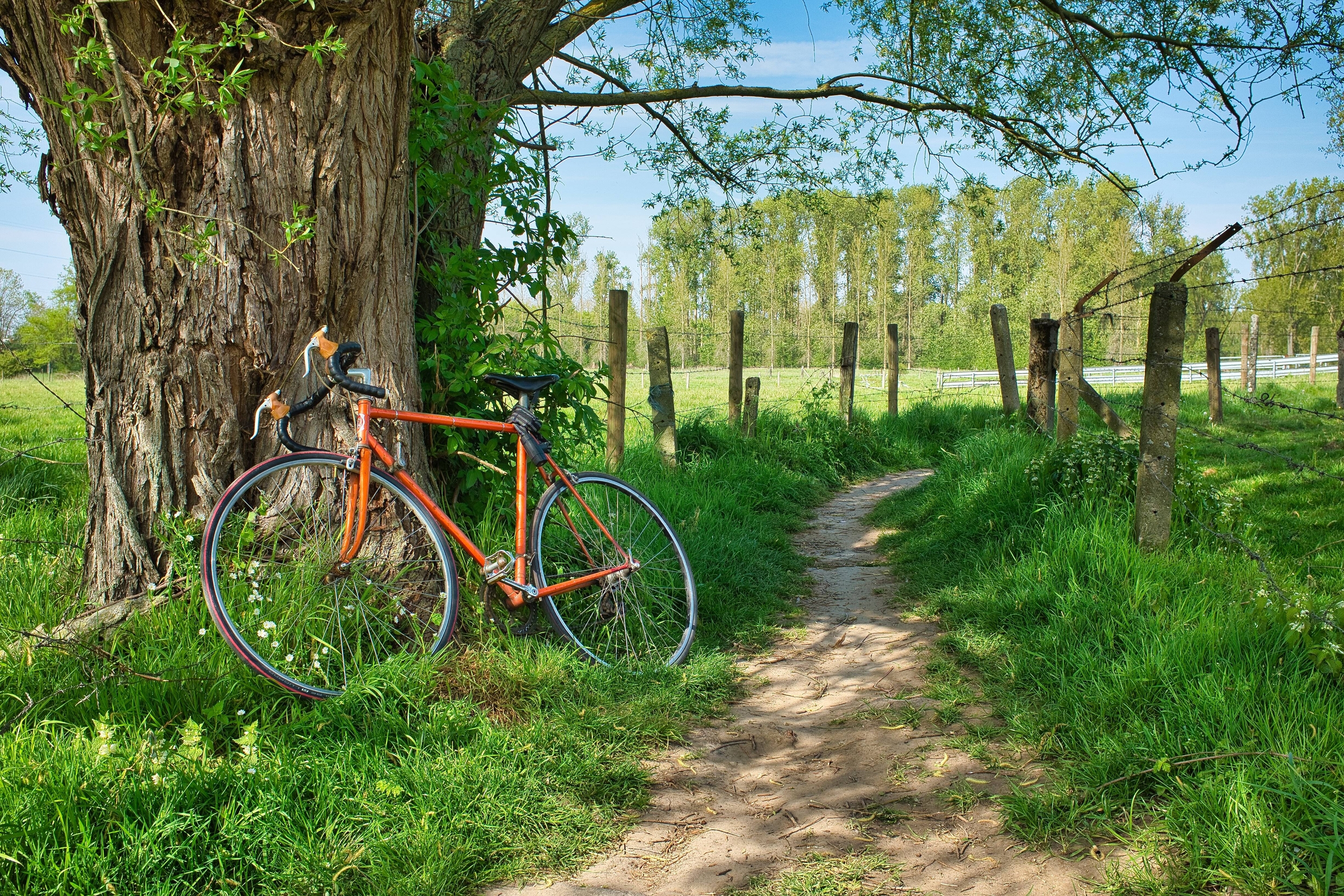 bici appoggiata all'albero