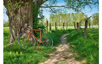 bici appoggiata all'albero