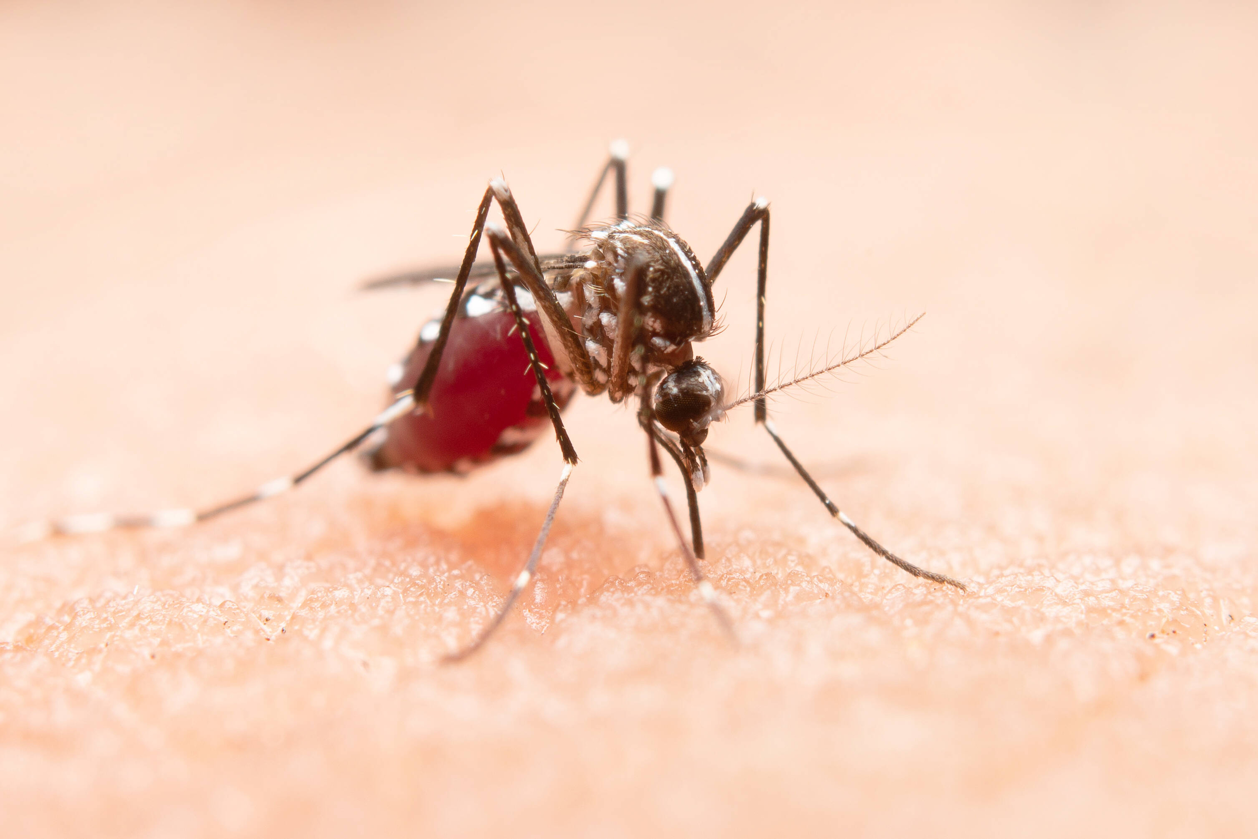 zanzara  su dettaglio epidermide